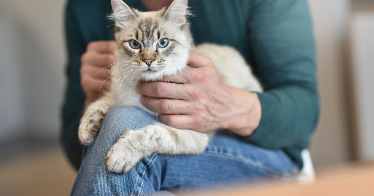 Entiende a tu mascota con <b>inteligencia artificial</b>: científicos consiguen avances asombrosos thumbnail