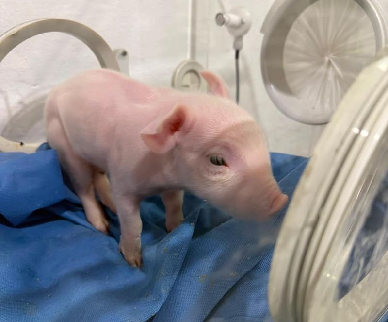 El primer cerdo modificado para trasplantes en la Argentina. Fuente: Crofabiotech.