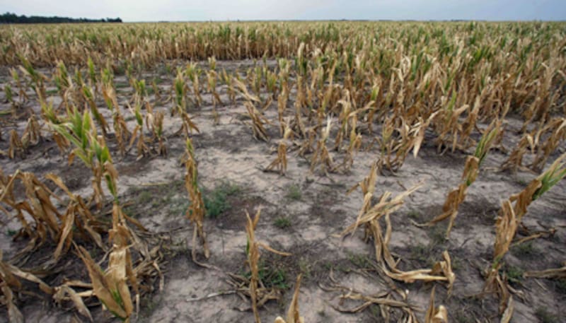 Un fenómeno como este podría afectar cultivos como café, arroz y maíz (Fuente: archivo).