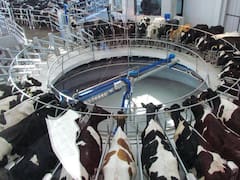Productores uruguayos rechazan investigación brasileña por presunto dumping en leche en polvo