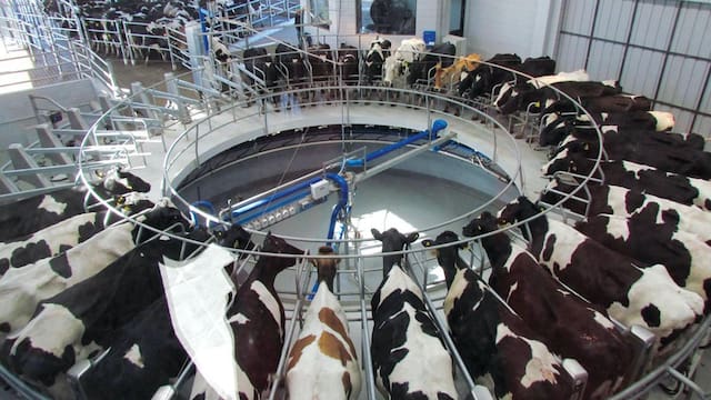 Productores uruguayos rechazan investigación brasileña por presunto dumping en leche en polvo
