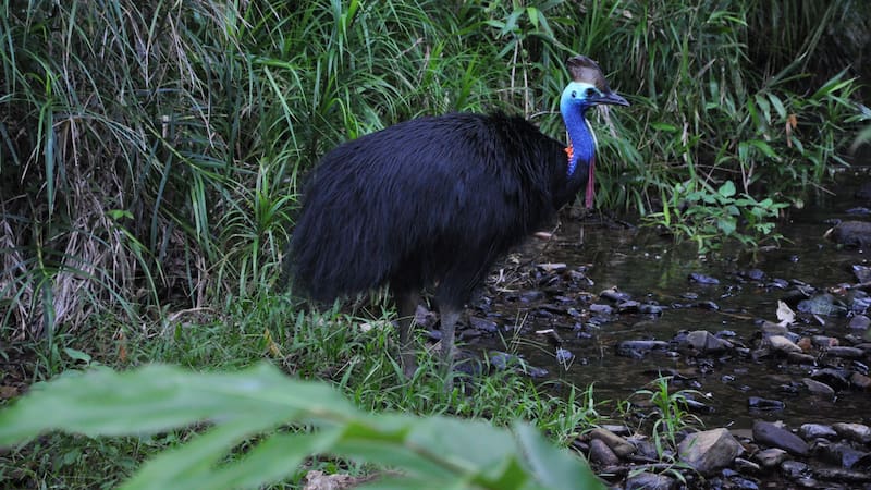 Esta ave es uno de las más temibles del mundo.