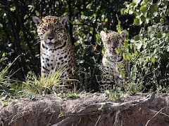 Tras más de treinta años sin reproducirse, reapareció en el Chaco una de las especies más emblemáticas de Argentina