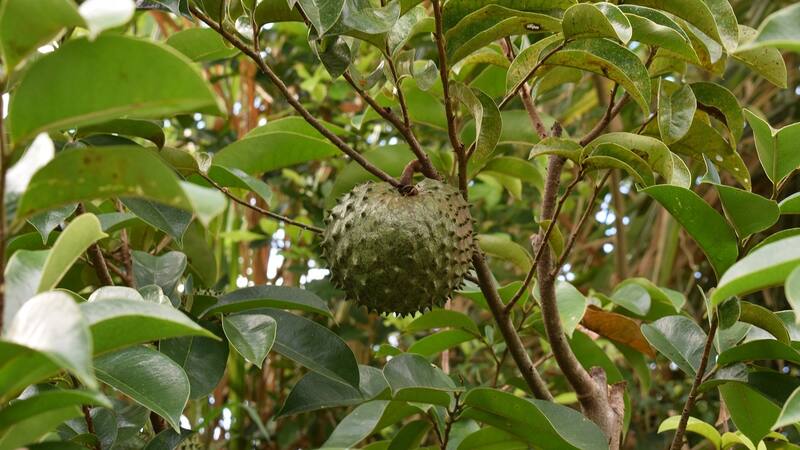 Este árbol puede proporcionar frescura natural durante los días calurosos.