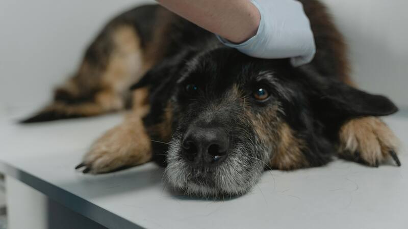 Es importante revisar y reponer regularmente el contenido del botiquín de mascotas.