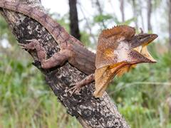 Los dragones existen, pero no escupen fuego: las especies que podés encontrar alrededor del mundo