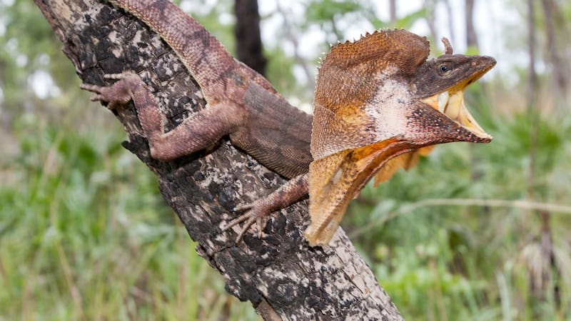 En nuestro planeta habitan increíbles especies de dragones.