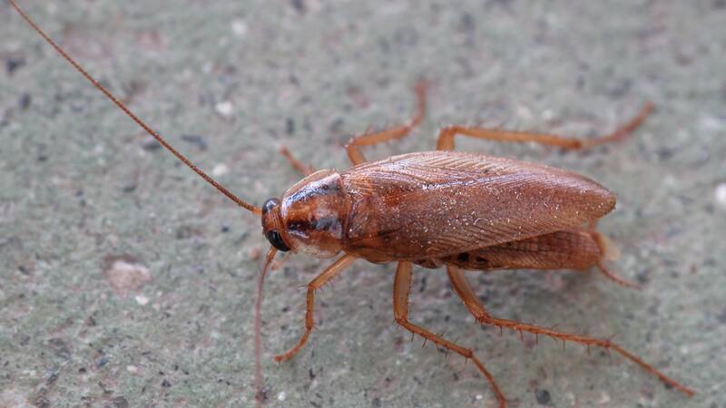 Conocé qué dicen los estudios cientificos sobre la evolución de las cucarachas.