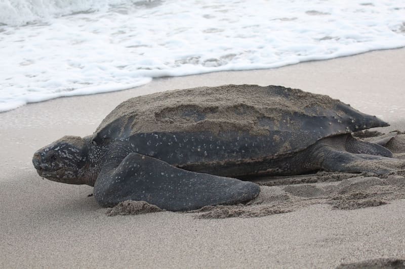 Las tortugas laúd, con su característico caparazón flexible, pueden alcanzar más de dos metros de longitud y pesar hasta 900 kilos. (Foto: Wikimedia Commons)