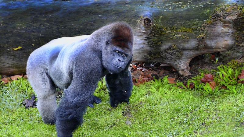 La increíble explicación de por qué los simios y los humanos perdieron "su cola"