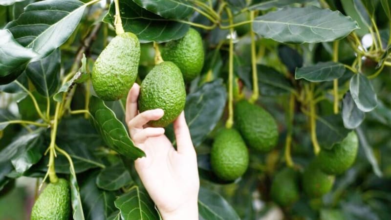 El aguacate aporta nutrientes para la salud, pero se puede reemplazar por otros frutos. Fuente: archivo