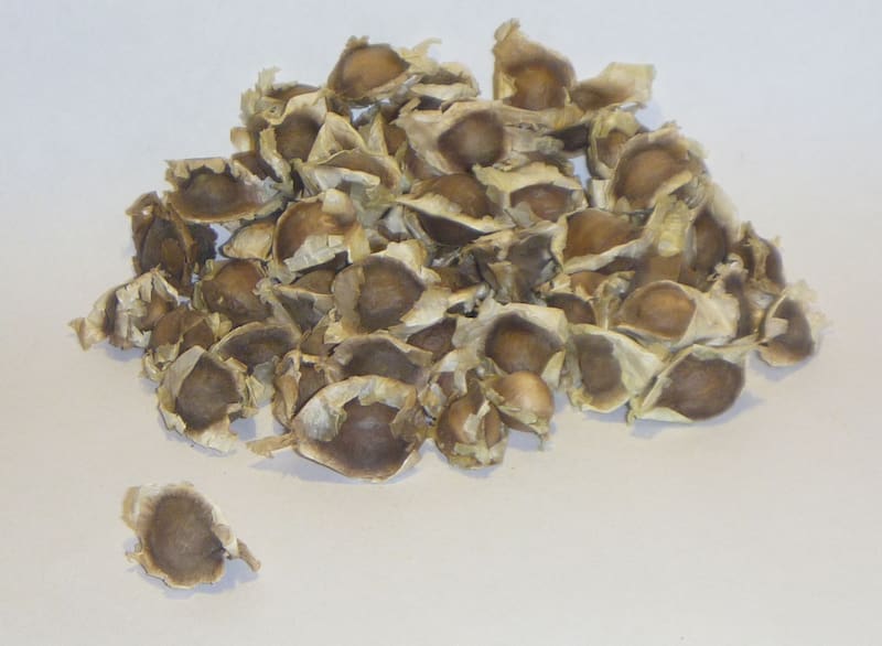Las semillas de moringa son nutritivas, pero se recomienda consumir solo 3 gramos al día, equivalentes a 2 o 3 semillas (Fuente: FP Santamaría / Wikimedia Commons)