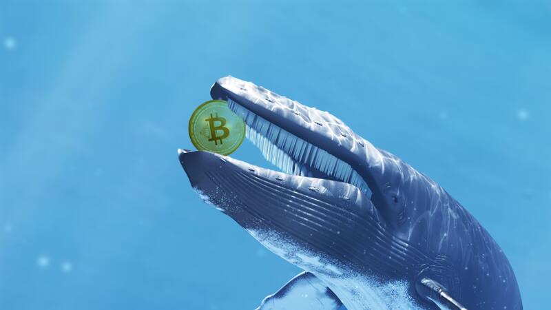 Ballenas de Bitcoin.