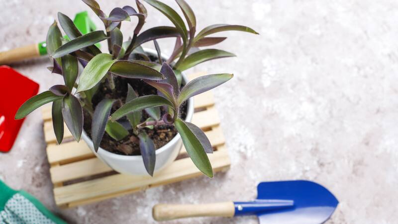 Regar las plantas con abono de clorofila cada 15 días es suficiente para mantener un suministro constante de nutrientes y promover un crecimiento saludable.