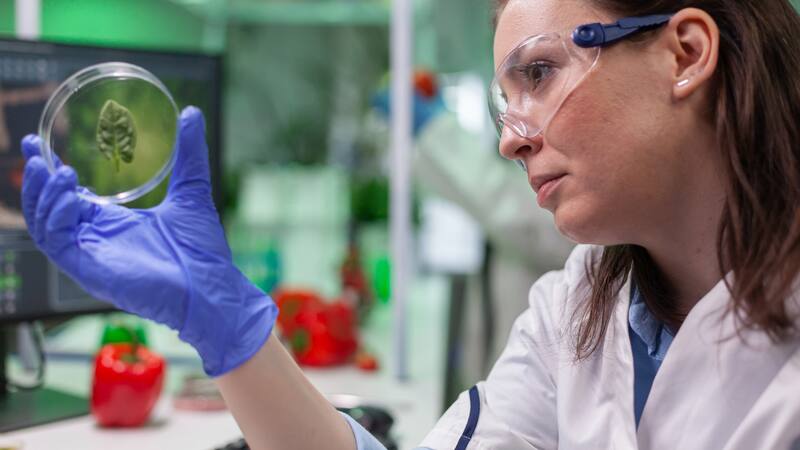 Este vegetal supera ampliamente a otros alimentos como la col china y la acelga suiza, y es considerado un "superalimento" por organismos como la OMS.