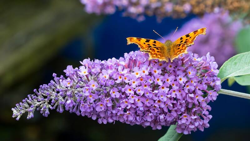 Este arbusto es ideal para tu jardín y muy fácil de cuidar