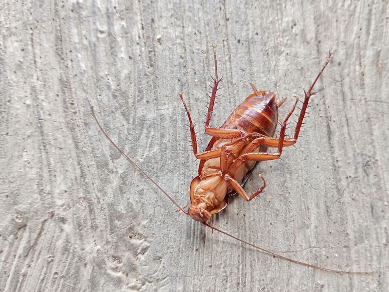 Las cucarachas son insectos nocturnos que se sienten atraídos por cualquier fuente de alimento.