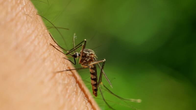 Alertaron por la presencia de mosquitos que transmiten un peligroso virus.