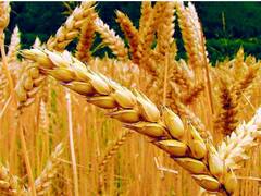 Récord histórico para la exportación de trigo