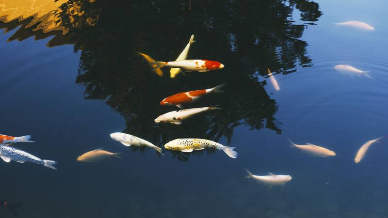 El pez que vive 100 años y no envejece con el tiempo