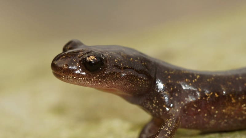 Juega un papel clave en el equilibrio de los ecosistemas acuáticos.