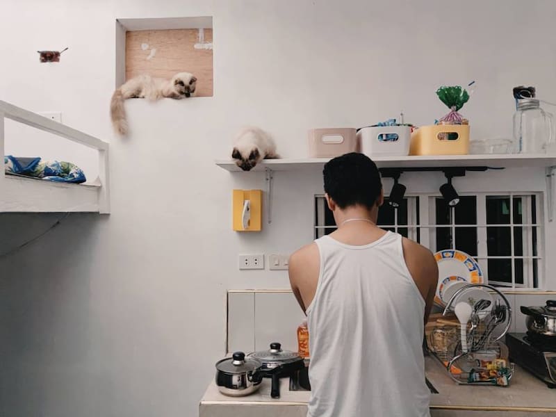 Relación de los gatos con sus humanos. Fuente: Archivo.