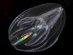 Descubrimiento marino puede cambiar la historia de los tratamientos antiedad: la particular medusa que rejuvenece