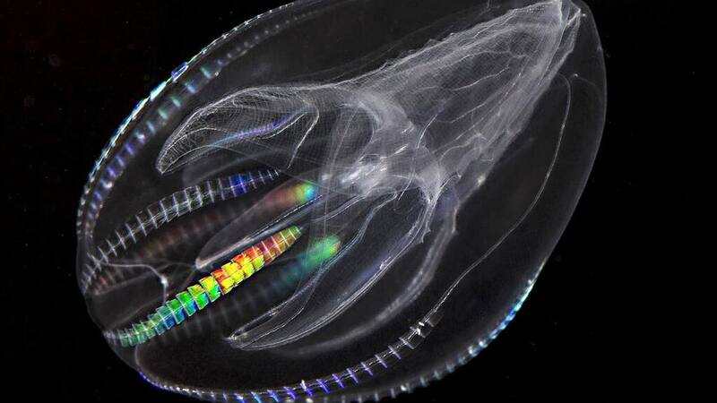 Un descubrimiento marino de gran impacto promete transformar la forma en que entendemos los tratamientos antiedad.