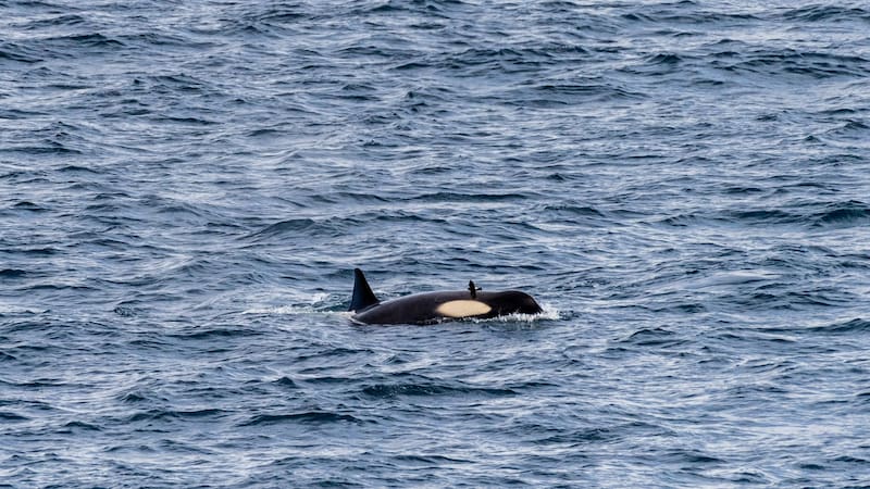 El estudio encontró distintas especies marinas en el Ártico.