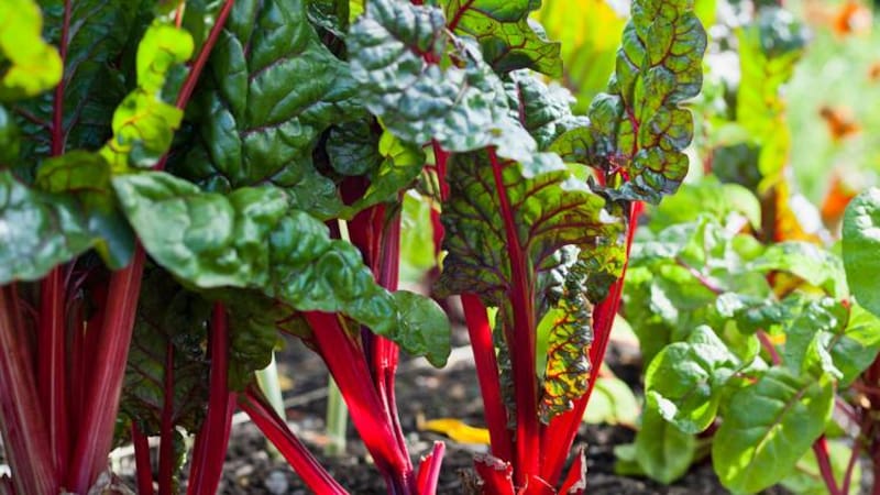 Hojas y tallos de la remolacha. Fuente: Shutterstock.