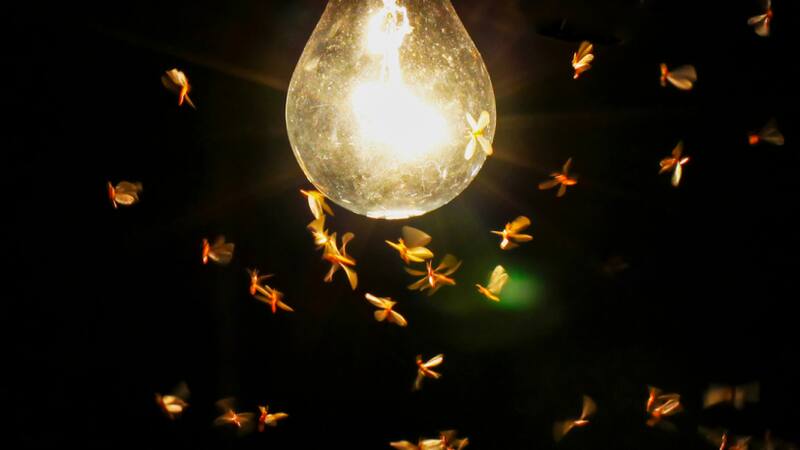 Un especialista francés que defiende a los mosquitos y propuso liberar más de estos insectos