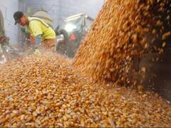 Sectores del campo presentan un plan para que el Gobierno no cierre las exportaciones de maíz