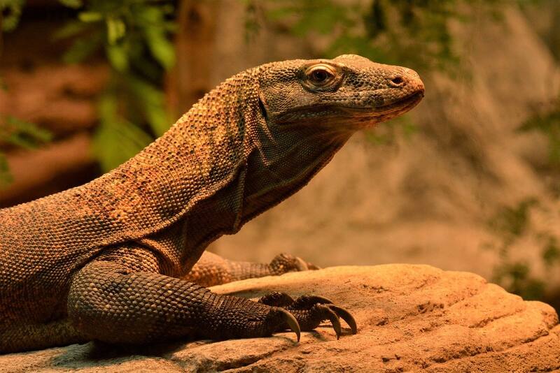 Dragón de Komodo, el lagarto más grande del mundo. Foto: Pixabay.