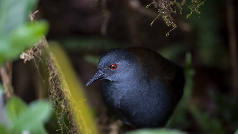 Hallan a una ave que se creía extinta hace casi dos siglos en una isla de las Galápagos.