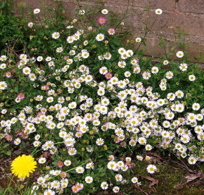 La Margarita cimarrona es excepcionalmente resistente a la sequía, lo que la hace ideal para climas áridos o para jardineros que no pueden regar frecuentemente. (Foto: Wikimedia Commons)