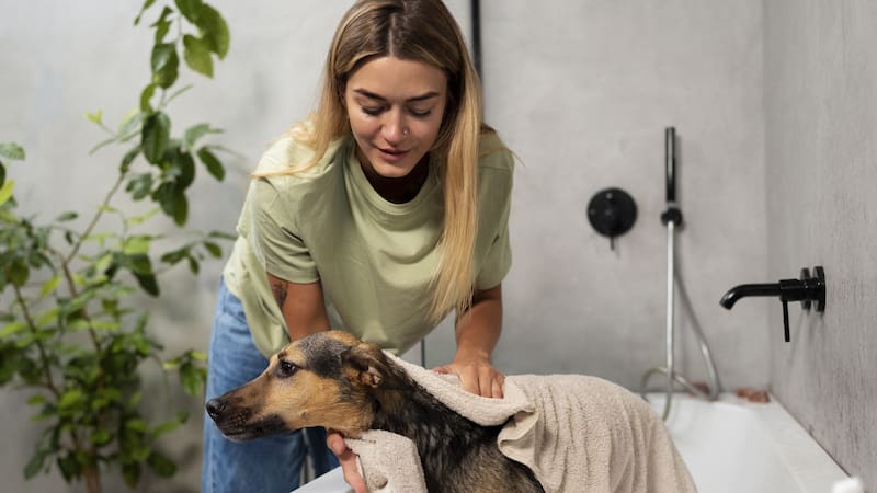 Aunque no todos los perros necesitan baño diario, un buen cepillado regular puede ayudar a mantenerlos limpios por más tiempo.
