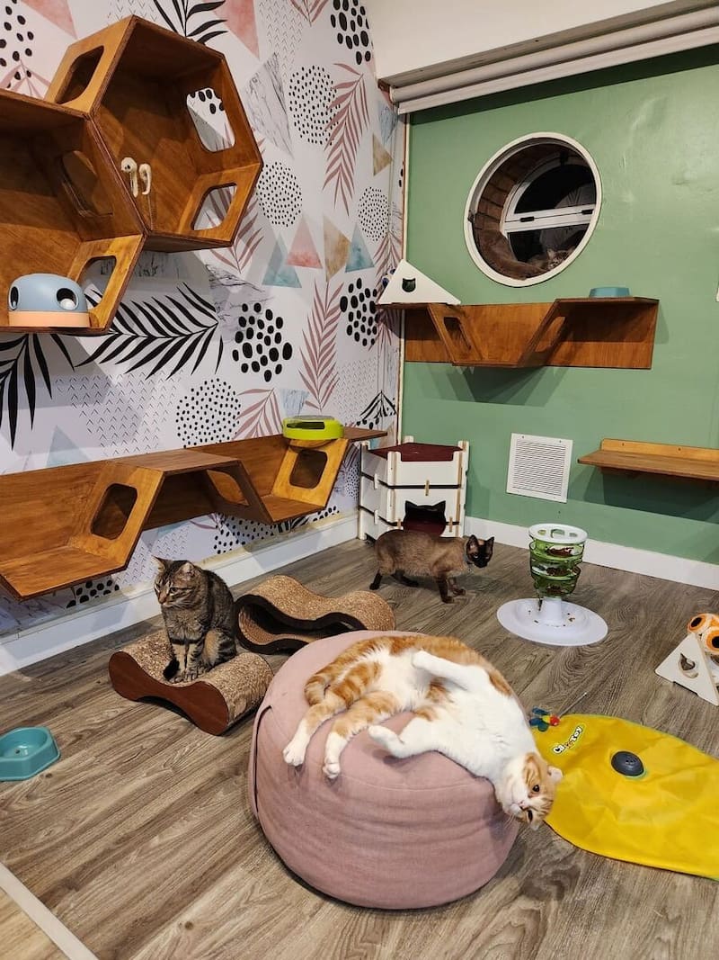 Los hoteles de lujo cuentan con juguetes para cada tipo de mascota y aire acondicionado en todos sus ambientes