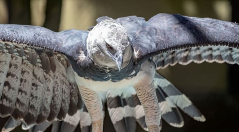Un hito en la conservación: avistan un águila harpía juvenil en la selva misionera de Argentina (Fuente: archivo).