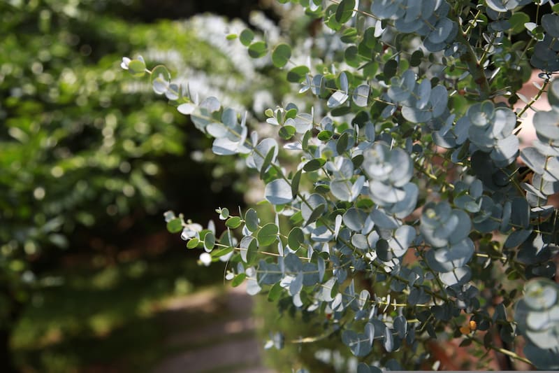 El ritual con eucalipto es excelente para quienes buscan claridad mental y un cambio positivo en su entorno. (Foto: archivo El Cronista México)