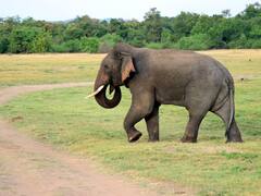Muere una turista en Tailandia después de que un elefante le clave su colmillo mientras lo bañaba