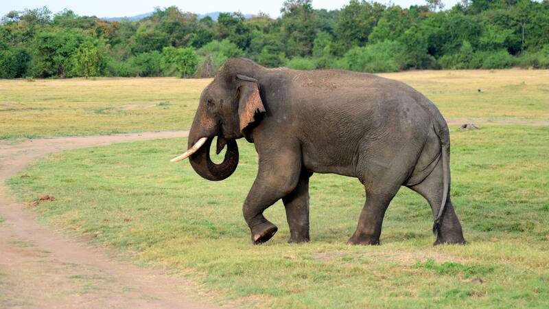 Una mujer murió por heridas provocadas por el colmillo de un elefante.