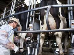 Para la Mesa de Enlace la lechería argentina está en "peligro de extinción"