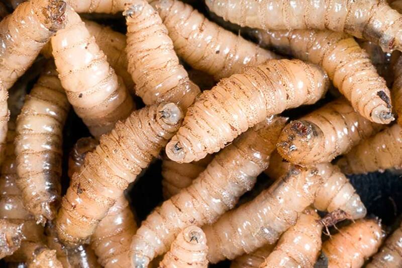Las larvas del gusano barrenador penetran en la piel de los animales y puede provocarles la muerte.