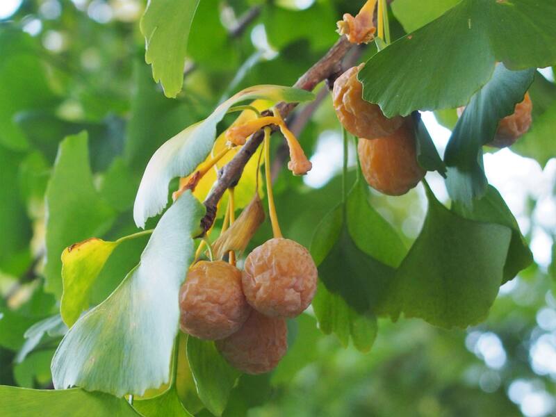 El ginkgo es tradicionalmente utilizado para mejorar la vitalidad mental y favorecer el flujo sanguíneo en el sistema nervioso central (Foto: Wikimedia Commons- Agnieszka Kwiecie)