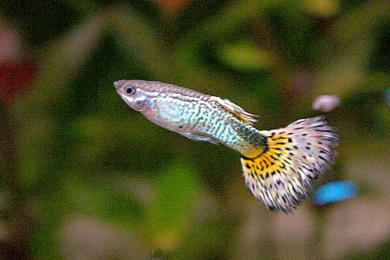 Los guppies cambiaron su comportamiento reproductivo cuando fueron introducidos en un estanque con depredadores. (Foto: Wikimedia Commons - public domain)