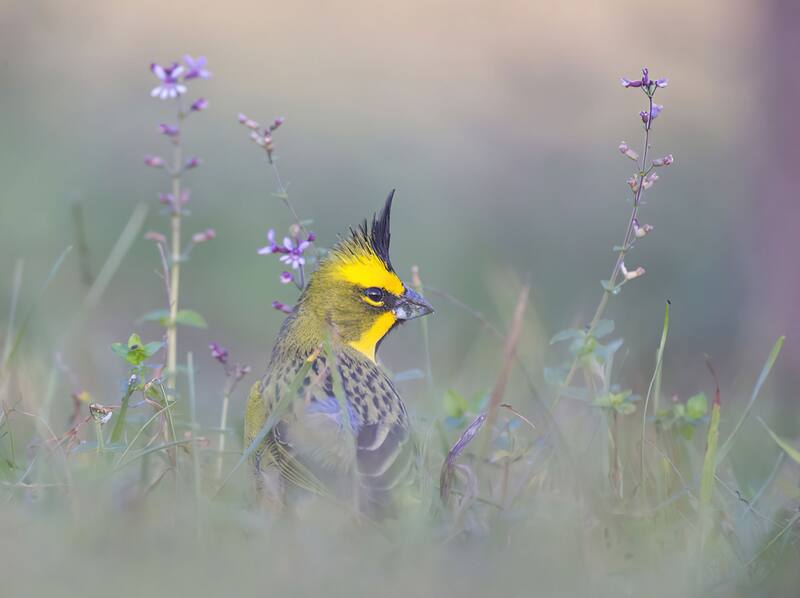 Lugar ideal para avistaje de aves