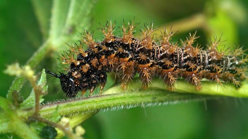 El hallazgo de una larva de este insecto derivó en la declaración de la emergencia sanitaria en este país de Sudamérica debido al peligro que representa.