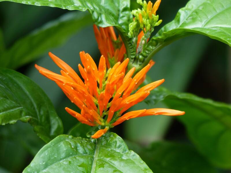 La planta mexicana que puede ayudar a combatir el cáncer. Fuente: Archivo