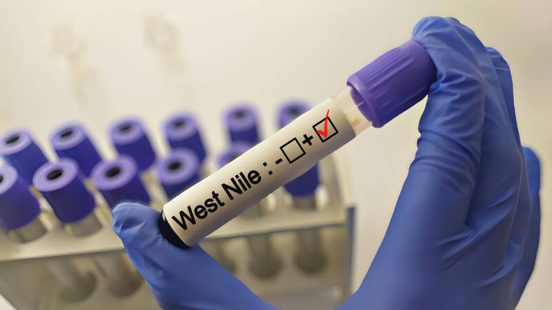 Alerta virus del Nilo: investigadores desarrollan un mecanismo de alerta para reforzar los controles.
