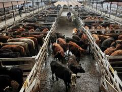 Golpe a la inflación: se disparó el precio de la carne y el Gobierno define hoy medidas